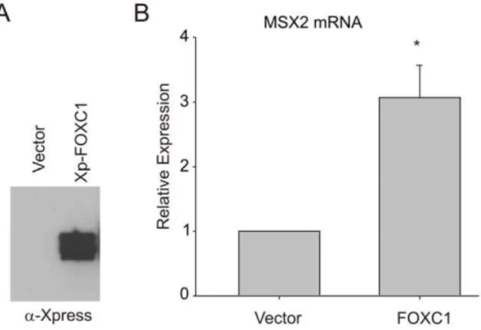 Figure 1. FOXC1 induces MSX2 expression. (A).U2OS cells were transiently transfected with Xpress-tagged FOXC1 expression vectors.