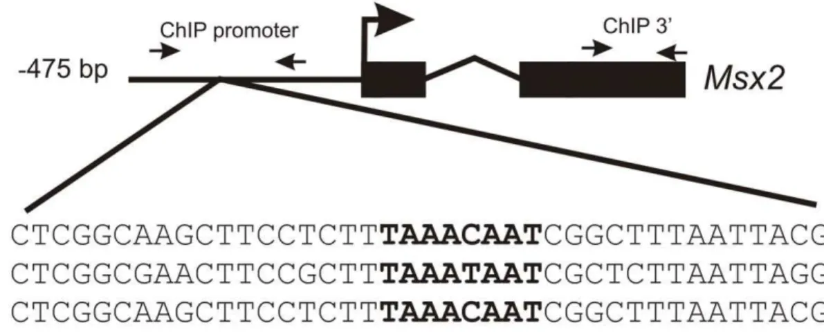 Figure 2. FOXC1 binds to the Msx2 promoter in vivo. (A) Sequence analysis of upstream regulatory elements reveals the presence of a FOXC1 binding motif, indicated in bold, (TAAAT/CAAT) located in a conserved motif near the predicted Msx2 transcription star
