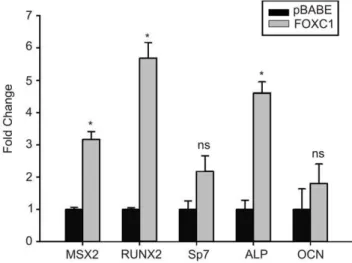 Figure 6. Increased expression of osteogenic marker genes in FOXC1-expressing C2C12 cells
