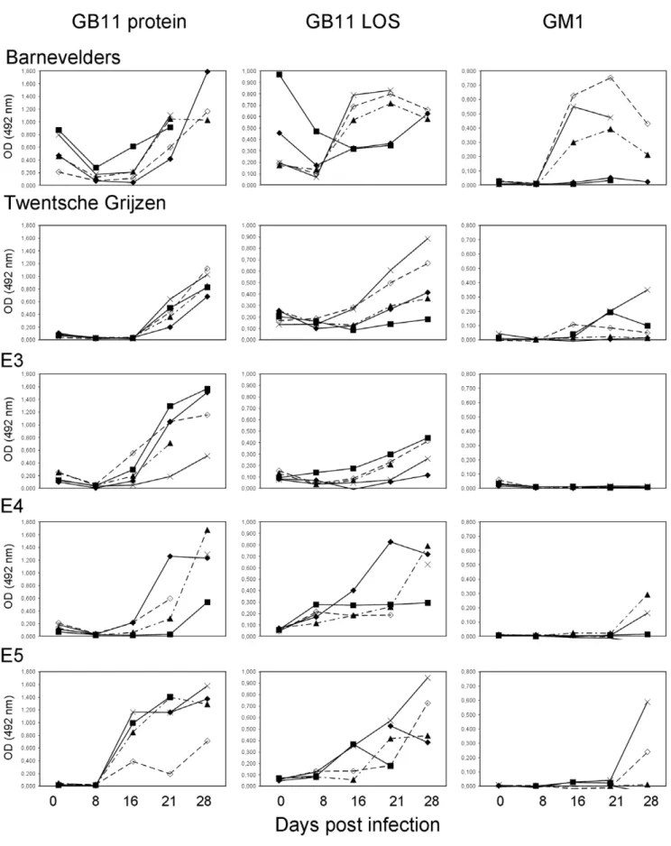 Figure 2. Kinetics of IgG antibody responses against C. jejuni antigens. IgG reactivity against C