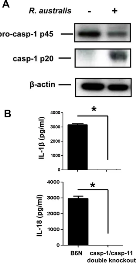 Fig 4. R. australis activated inflammasome in BMMs. A, WT BMMs were isolated, cultivated and infected with R