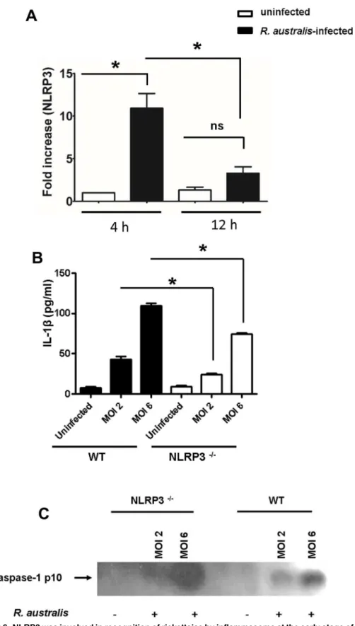 Fig 6. NLRP3 was involved in recognition of rickettsiae by inflammasome at the early stage of infection in BMMs