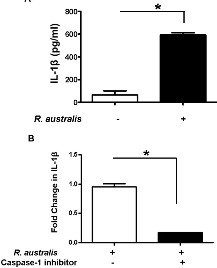 Fig 2. Activation of inflammasome by rickettsiae in THP-1 derived macrophages and caspase-1-dependent secretion of IL- IL-1β