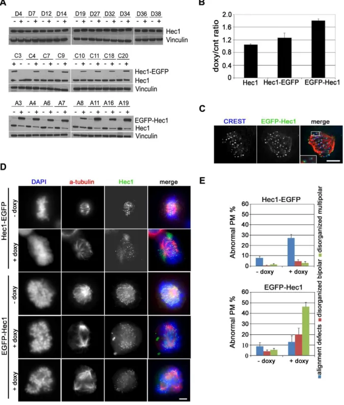 Figure 1. Inducible Hec1 expression in HeLa clones. (A) Western blot analysis using an Hec1 antibody before (-) and after (+) doxycycline addition in HeLa clones expressing Hec1 (D clones), Hec1-EGFP (C clones) or EGFP-Hec1 (A clones)