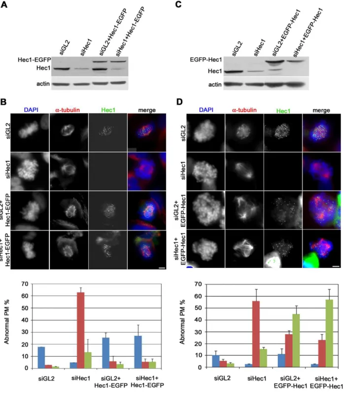 Figure 2. Expression of EGFP-Hec1 does not rescue the mitotic phenotypes induced by Hec1 depletion
