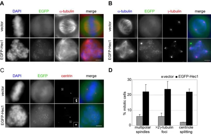 Figure 3. EGFP-Hec1 expression induces multipolar spindles and centrosomal abnormalities