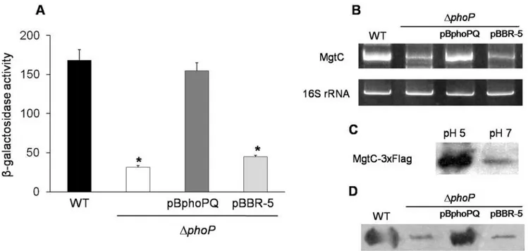 Figure 4. The PhoP regulator controls the expression of mgtC in S . Typhi. The strains used were WT (STH2370 wild type), DphoP (phoP::cam), DphoP/pBphoPQ (phoPQ + ) and DphoP/pBBR-5 (phoPQ 2 )