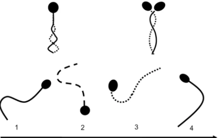 Fig 1. Sperm motility patterns of bovine spermatozoa cultured in non-capacitation media and capacitation media