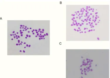 Fig 4. Chromosomal pattern of the bovine embryo at the blastocyst stage. (A) Typical example in which the number of chromosomes were classified as ‘ normal ’ , 60 (= 2n)