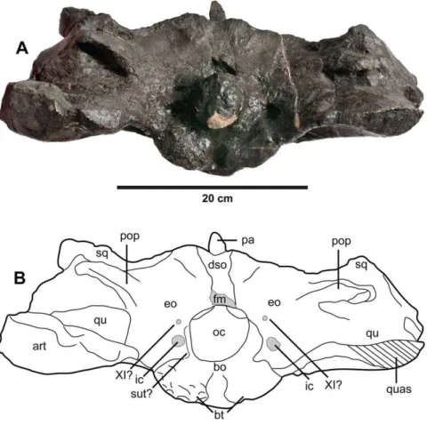 Figure 16. Plesiosuchus manselii , referred specimen NHMUK PV R1089. Braincase in occipital view, (A) photograph and (B) line drawing (filled grey areas represent foramina)