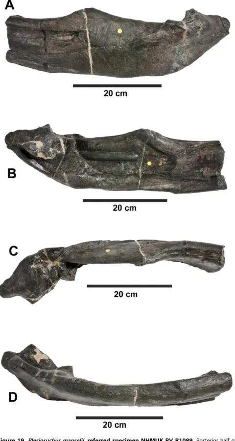 Figure 19. Plesiosuchus manselii , referred specimen NHMUK PV R1089. Posterior half of the left mandibular ramus in: (A) lateral view, (B) medial view, (C) dorsal view and (D) ventral view.