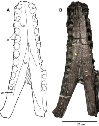 Figure 20. Plesiosuchus manselii , referred specimen NHMUK PV R1089. Posterior half of the right mandibular ramus in: (A) lateral view, (B) medial view, (C) dorsal view and (D) ventral view.