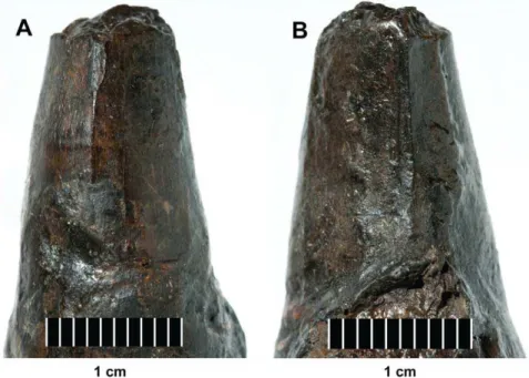 Figure 23. Plesiosuchus manselii , holotype NHMUK PV OR40103a. Close-up on the carinae of an isolated tooth crown, (A) anterior carina and (B) posterior carina.