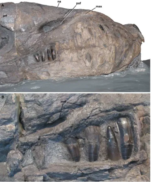 Figure 1. Dakosaurus andiniensis , referred specimen MOZ 6146P. Skull and mandible in, (A) lateral (right) view of the snout and (B) close-up on the posterior teeth, showing the interlocking dentition