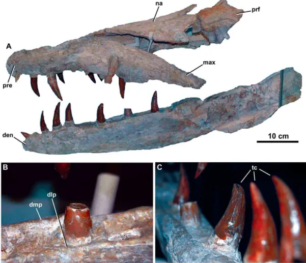 Figure 2. Dakosaurus maximus , neotype SMNS 8203. (A) General view of the skull and mandible, (B) close-up on the dentary alveoli and raised lateral and medial margins, and (C) oblique forward view of the dentary tooth row
