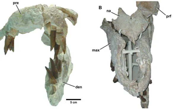 Figure 3. Dakosaurus maximus , neotype SMNS 8203. (A) Anterior view of the skull and mandible, note that level to the fourth dentary tooth the mandibular ramus deflects laterally (i.e