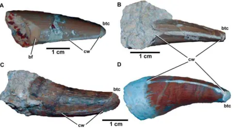 Figure 8. Dakosaurus maximus , referred specimens SMNS 91425. Numerous isolated teeth of D