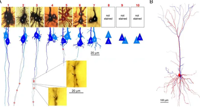 Figure 1. Morphologies of electrically coupled PCs in the neocortex. A. Images (upper panel) and reconstructions (lower panel) show the somata, primary dendrites and axonal trunks of 7 pairs