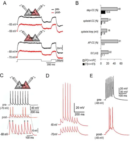 Figure 2. High junctional conductance and AP firing in pyramidal electrotonic couplings in the neocortex