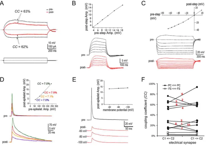 Figure 4. Characteristics of the electrotonic coupling between PCs in the neocortex. A