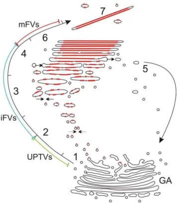 Figure S1 Negative controls. A) Negative control for anti- anti-GM130 immunolabelling