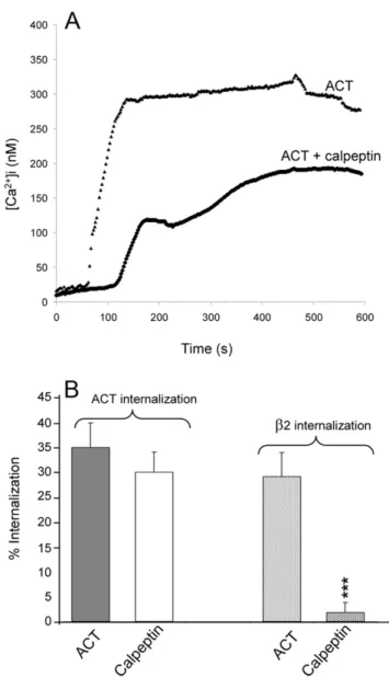 Figure 5. Calpain is involved in the endocytosis triggered by ACT. Cell pre-incubation with calpeptin (50 mM) inhibits calcium influx mediated by ACT (A) and the internalisation of the integrins (B).