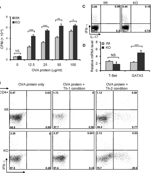 Fig 5. Predominant Th2 response in B7-H3 KO mice. Spleens were removed from OVA protein-immunized wild type and B7-H3 KO mice on day 12