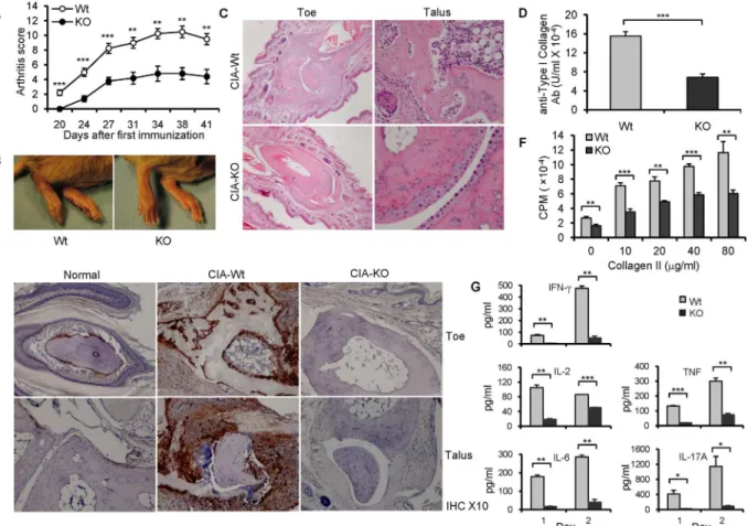 Fig 6. B7-H3 KO mice are resistant to CIA. (A) The arthritis score in CIA mice. 5 – 10 mice per group per experiment and data shown are representative of 3 independent experiments with similar results