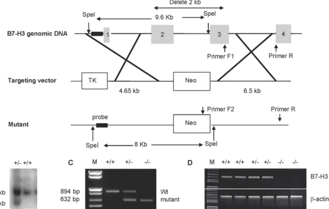 Fig 1. Generation and characterization of B7-H3 KO mice. (A) Mapping of the B7-H3 genomic locus, targeting vector, and the replaced allele
