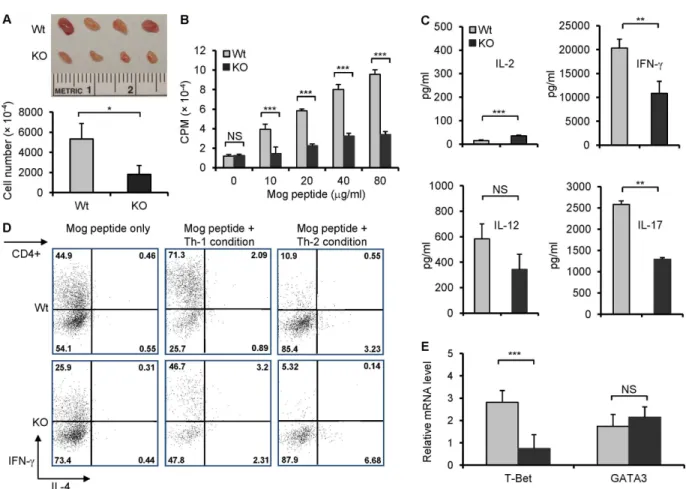 Fig 3. Decreased MOG-specific T cell responses in B7-H3 KO mice. The brachial and axillary draining-lymph nodes (DLN) were removed from wild type and B7-H3 KO mice 10 days after MOG/CFA immunization