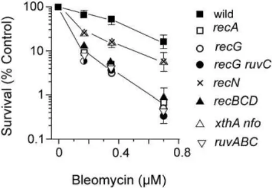 Figure 2. Survival of wildtype and recA cells to BLM in L broth and glucose minimal medium