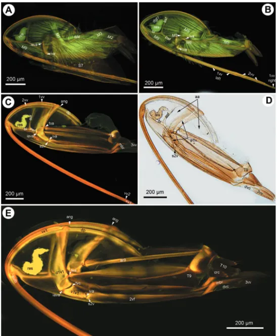 Figure 3. CLSM micrographs and bright ield image showing the female terminalia of Trassedia luapi  (Cancemi)