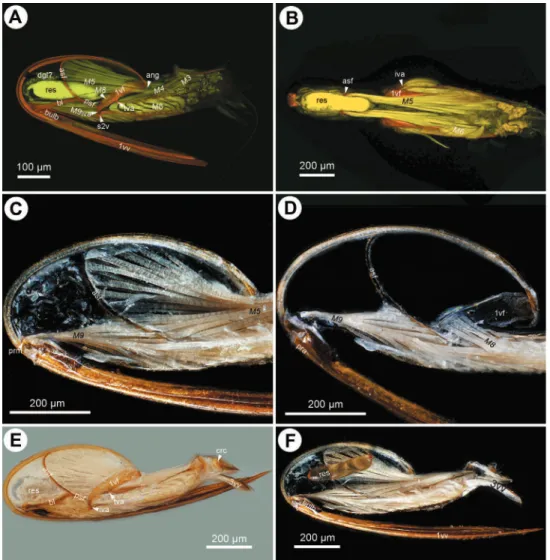 Figure 5. CLSM micrographs and bright ield image showing the female terminalia of Ceraphron sp