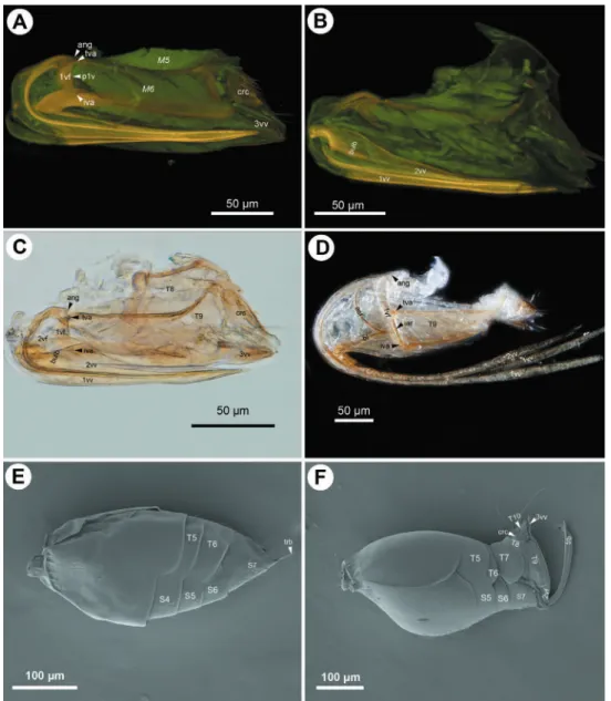 Figure 6. CLSM micrographs and bright ield image showing the female terminalia of Ceraphronidae