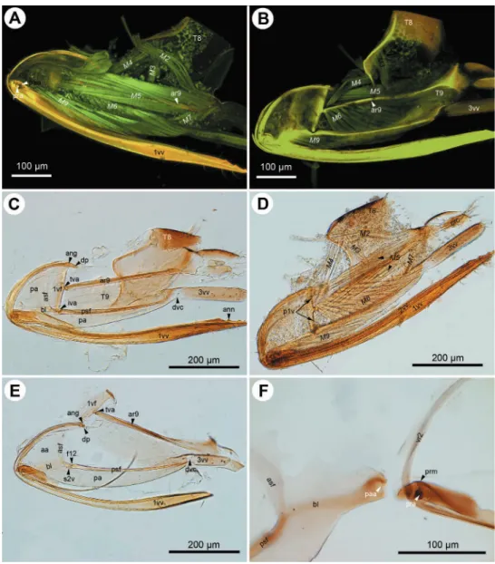 Figure 2. CLSM micrographs and bright ield image showing the female terminalia of Conostigmus ab- ab-dominalis (Boheman)