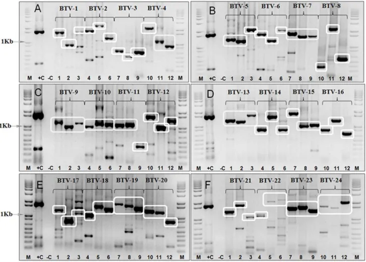 Figure 1. Electrophoretic analysis of cDNA products from Seg-2 of BTV reference strains using ‘type-specific’ primer-pairs for individual serotypes (Panels A–F)