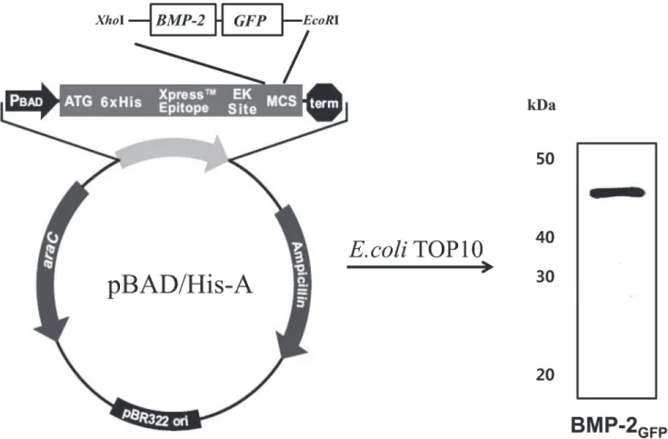Fig 1. Schematic representation of the BMP-2 GFP fusion proteins and Western blotting analysis of BMP-2 GFP shown at 45 kDa.