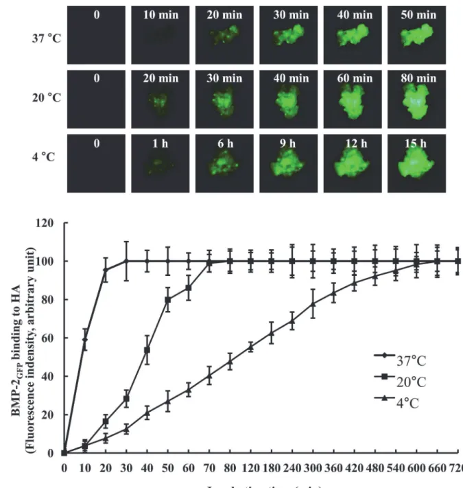 Fig 3. Binding activity of BMP-2 GFP on bone graft by temperature. A. Representative fluorescence images