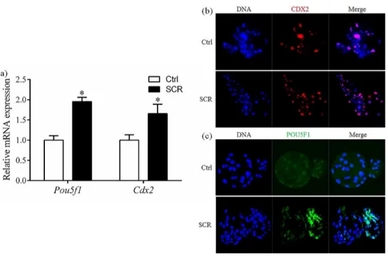 Fig 7. Relative mRNA expression levels (a) and laser scanning confocal microscopy images of immunostaining (b, c) for POU5F1 and CDX2 in porcine blastocysts after 7 days of in vitro culture, with or without Scriptaid treatment
