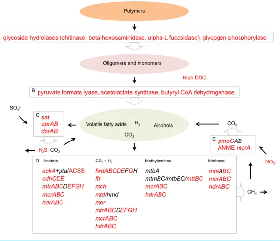 Figure 6 Proposed Landsort Deep sediment community interactome. A model inferred from tran- tran-scripts showing putative interactions between metabolic processes involved in organic matter  mineralisa-tion and carbon transformamineralisa-tion in the Lands