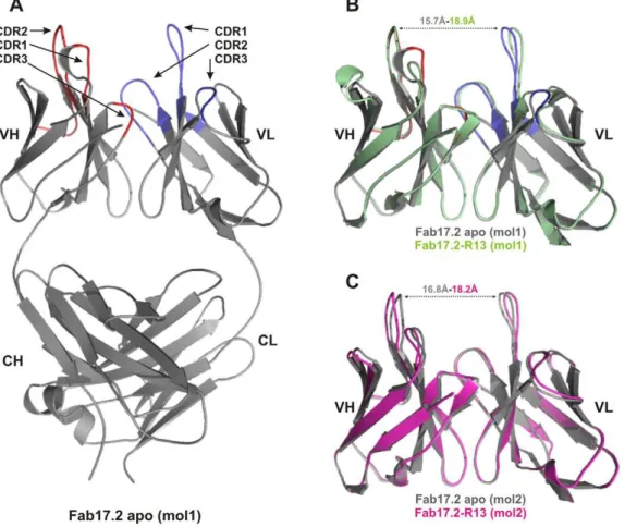 Figure 1. Structure of the Fab 17.2. A. Apo Fab 17.2 structure (molecule 1). Heavy chain CDRs are coloured in red and light chain CDRs in blue