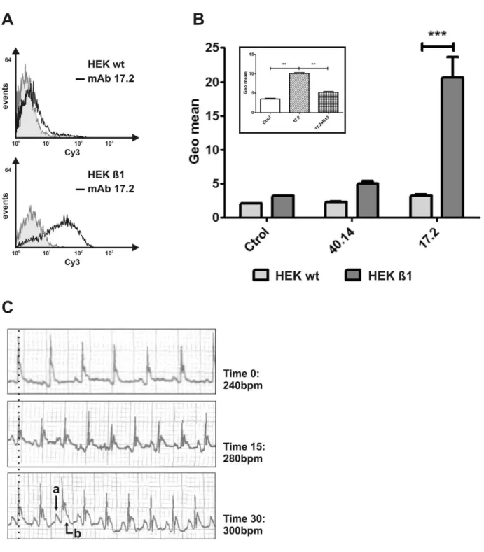 Figure 3. Functional activity of the mAb 17.2. A. Representative histogram showing the HEK and HEK-b1 cells labelled with mAb 17.2 followed by a Cy3-conjugated goat anti-mouse IgG