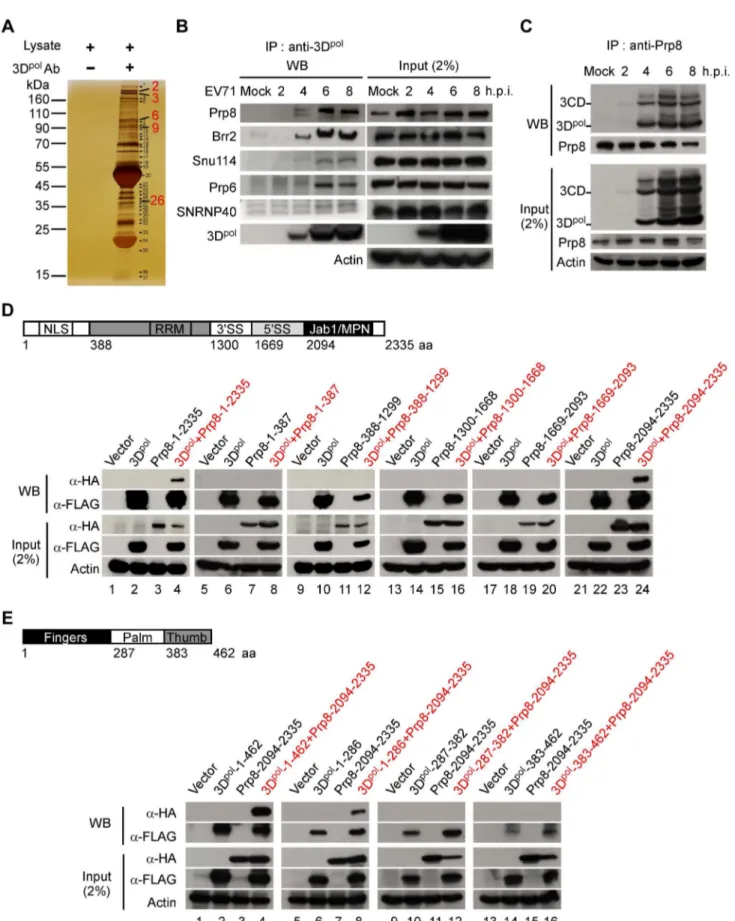 Figure 1. 3D pol associates with the nuclear protein Prp8. (A) Identification of potential 3D pol -interacting host proteins