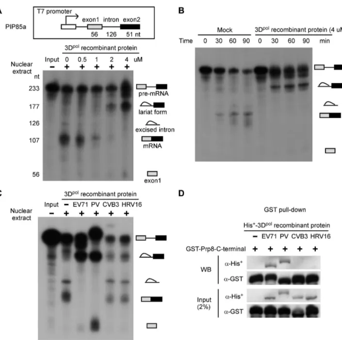 Figure 3. The EV71 and PV 3D pol interfere with the splicing process and inhibit mRNA synthesis