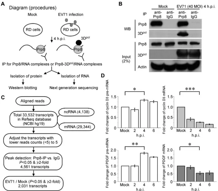 Figure 5. RIP-seq of the pre-mRNA trapped by the Prp8-3D pol complexes. (A) Procedural diagram for the RIP assays