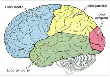 Figura 2 – Cérebro: lobos cerebrais 