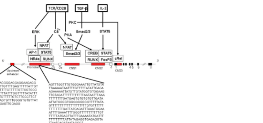 Fig 1. Molecules involved in FOXP3 induction and stable expression and sequences analyzed.