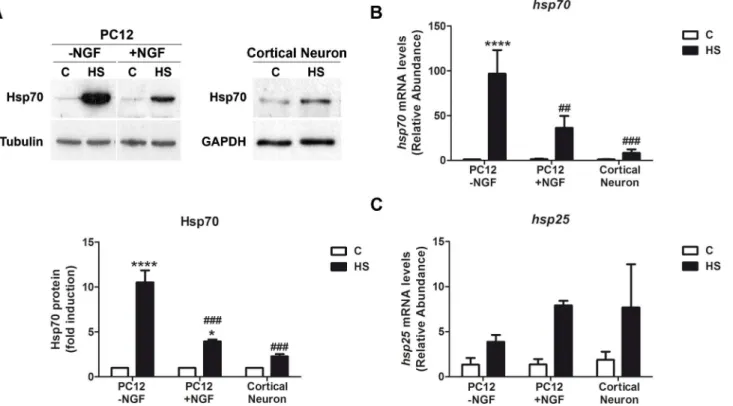 Fig 1. Neuronal cells show weaker induction of Hsp70 in response to heat shock. (A) Upper panels: Representative immunoblots of Hsp70 protein in undifferentiated (-NGF) and differentiated (+NGF for 7d) PC12 cells, and cortical neurons (E18.5, 7div) subject