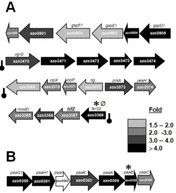 Figure 3. Selected gene clusters up-regulated or down- down-regulated under N 2 fixation in comparison to growth on ammonia