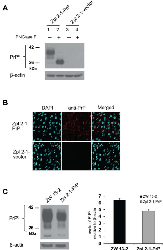 Fig 3. Expression levels of PrP in the generated stable cell lines. (A) Total cell lysates of stably expressing cells made from Prnp −/− hippocampal neuronal cell line of Zürich I mice (Zpl 2–1) transfected with either the empty vector (Zpl 2-1-vector) or 